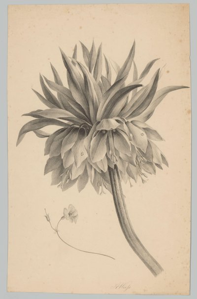 Blomst på stilken Blomster- og frugtstudier (...) 3. afsnit (serietitel) af Anton Weiss