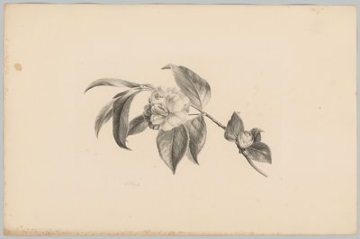 Blomster Blomster- og frugtstudier (...) 3. afsnit (serietitel) af Anton Weiss