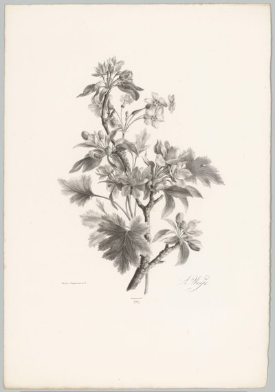 Blomster på gren Blomster- og frugtstudier (...) 10. afsnit (serietitel) af Anton Weiss