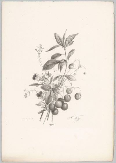 Blomster, jordbær og kirsebær Blomster- og frugtstudier (...) 10. afsnit (serietitel) af Anton Weiss