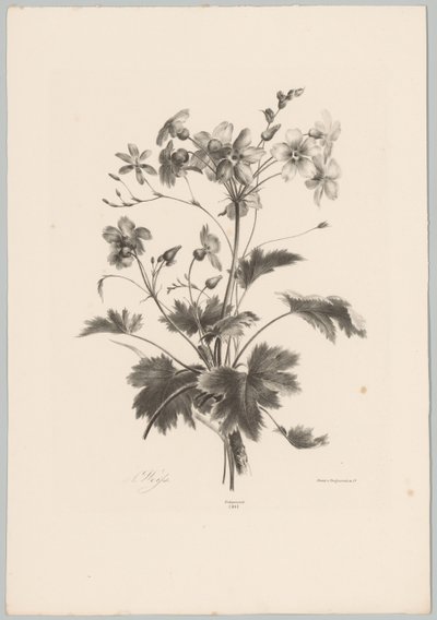 Blomster med torne Blomster- og frugtstudier (...) 10. afsnit (serietitel) af Anton Weiss