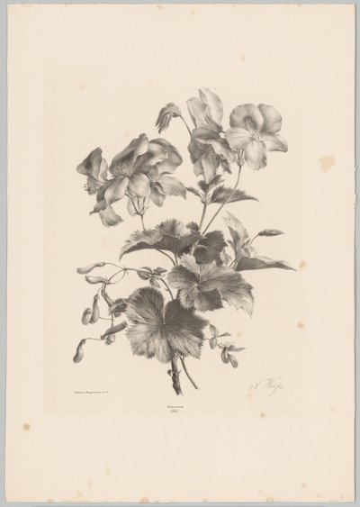 Forskellige blomster Blomster- og frugtstudier (...) 10. afsnit (serietitel) af Anton Weiss