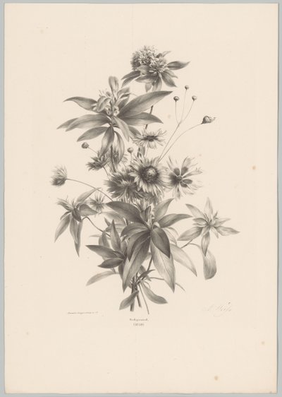 Forskellige blomster Blomster- og frugtstudier (...) 10. afsnit (serietitel) af Anton Weiss