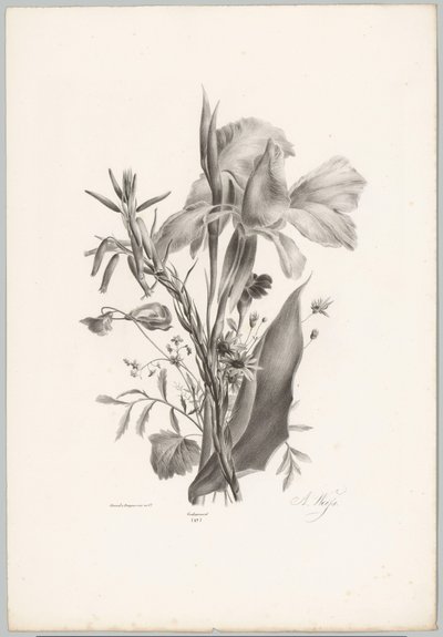Forskellige blomster Blomster- og frugtstudier (...) 10. afsnit (serietitel) af Anton Weiss