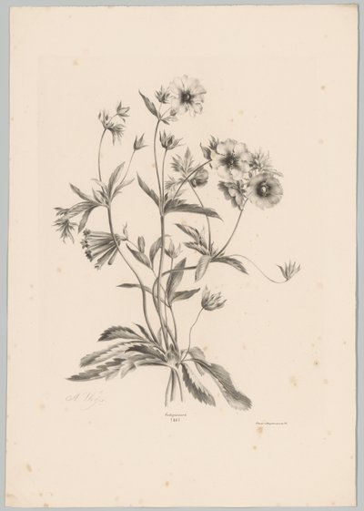 Forskellige blomster Blomster- og frugtstudier (...) 10. afsnit (serietitel) af Anton Weiss