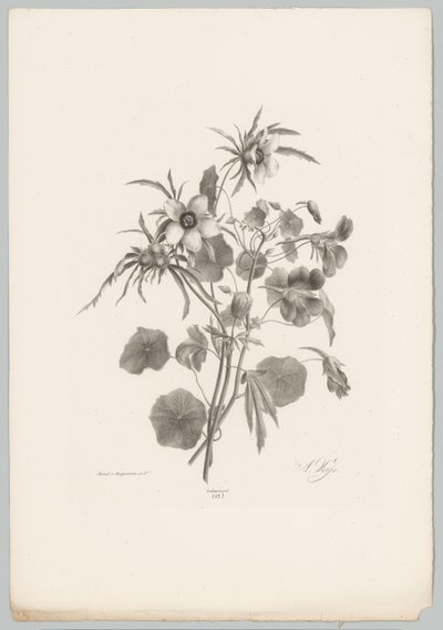 Forskellige blomster Blomster- og frugtstudier (...) 10. afsnit (serietitel) af Anton Weiss