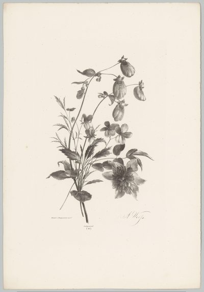 Forskellige blomster Blomster- og frugtstudier (...) 10. afsnit (serietitel) af Anton Weiss