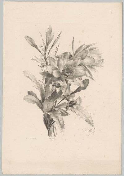 Forskellige blomster Blomster- og frugtstudier (...) 10. afsnit (serietitel) af Anton Weiss