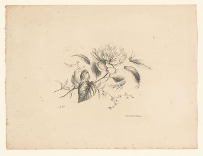 Forskellige blomster Blomster og frugter (serietitel) af Anton Weiss