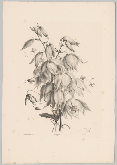 hængende blomster Blomster- og frugtstudier (...) 10. afsnit (serietitel) af Anton Weiss