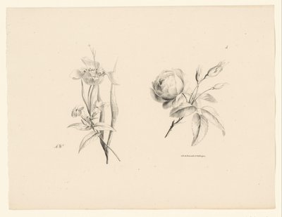 Rose og anden blomst Blomster og frugter (serietitel) af Anton Weiss