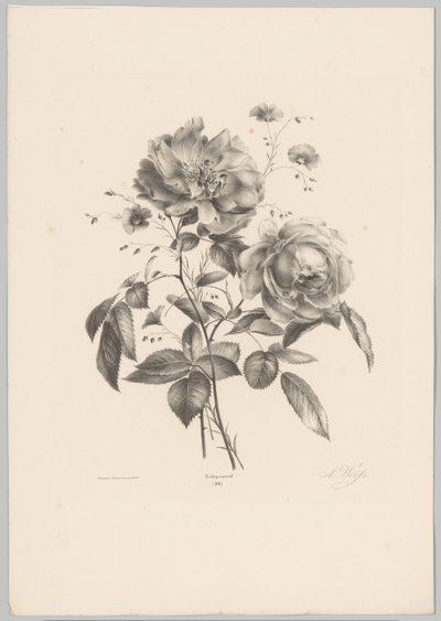 Rose og nellike blomst Blomster- og frugtstudier (...) 10. afsnit (serietitel) af Anton Weiss