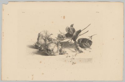 roser Blomster- og frugtstudier (...) 3. afsnit (serietitel) af Anton Weiss