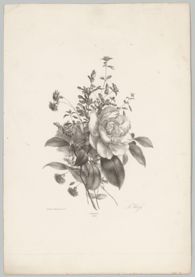 Roser, nelliker og fuchsia Blomster- og frugtstudier (...) 10. afsnit (serietitel) af Anton Weiss