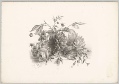 Roser, dahliaer og fuchsia Blomster- og frugtstudier (...) 10. afsnit (serietitel) af Anton Weiss