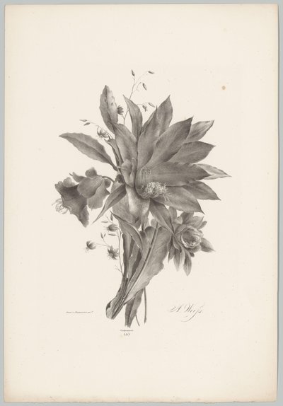 Stjerne- og klokkeformede blomster Blomster- og frugtstudier (...) 10. afsnit (serietitel) af Anton Weiss