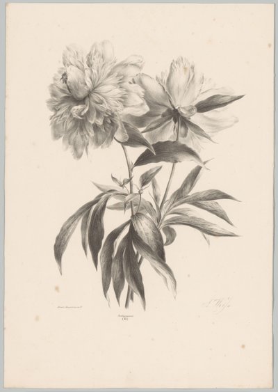 to blomster Blomster- og frugtstudier (...) 10. afsnit (serietitel) af Anton Weiss