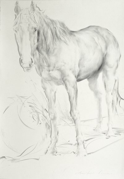 Horse at Coolmore, 1990 (kul på papir) af Antonio Ciccone