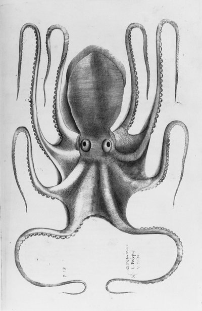 Illustration fra "Aquatilium animantium historia, liber primus" af Ippolito Salviani, 1554 af Antonio Lafreri
