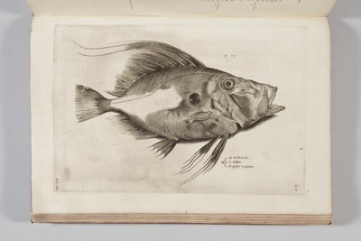 Illustration fra "Aquatilium animantium historia, liber primus" af Ippolito Salviani, 1554 af Antonio Lafreri