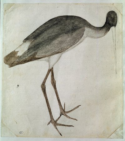 En sort stork stående, vendt mod højre. Tegning af Antonio di Puccio Pisano dit Pisanello (før 1395-1455). Brun blæk, brun vask, grå vask, sort sten, fjer. Mål: 20,8x18,7cm. Louvre, Cabinet dessins af Antonio Pisanello