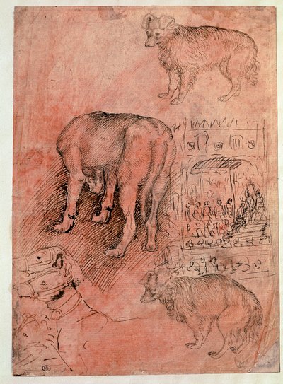 Hundestudier. Aulic episode. Tegning af Antonio Pisano dit il Pisanello (1380-1455) af Antonio Pisanello