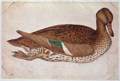 Kvindelig vinter teal, svømning, i profil til højre. Tegning af Pisano Antonio di Puccio dit il Pisanello (1380-1455), ca. 1430-40. Akvarel, brun blæk, sort sten, fjer (tegning), hvide lejligheder. Dim: 14x21,2 cm. Louvre, kabinet des dessiner af Antonio Pisanello