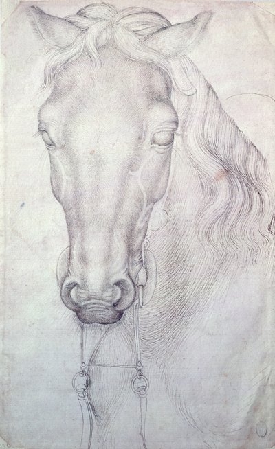 Hoved af en hest af Antonio Pisanello