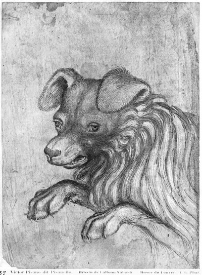 Hoved af en hund, fra The Vallardi Album af Antonio Pisanello