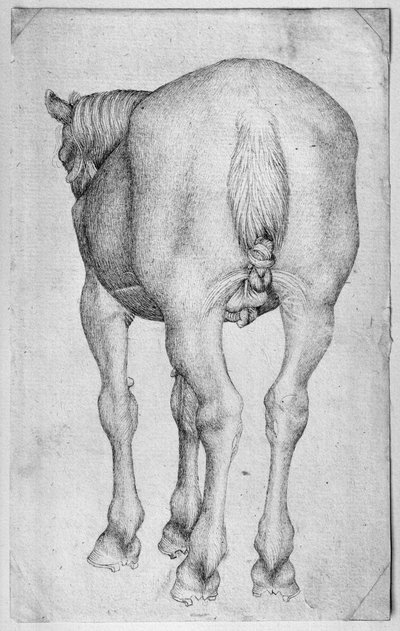 Hest, fra The Vallardi Album af Antonio Pisanello