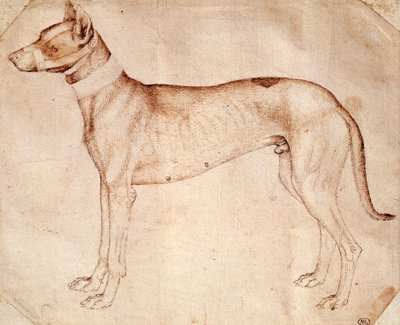Studie af jagthund af Antonio Pisano kendt som Pisanello (før 1395- ca. 1455), tegning med kuglepen og brunt blæk af Antonio Pisanello