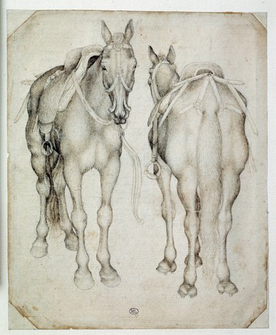 To seler, set tre fjerdedele, den ene forfra og den anden bagfra. Tegning af Pisano Antonio di Puccio dit Pisanello (1395-1455) af Antonio Pisanello