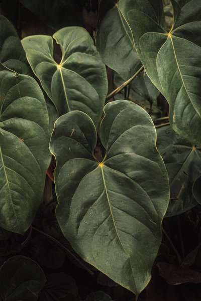 Anthurium Andraeanum V, 2024 (digitalt fotografi) af Antonio Schubert