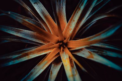 Bromelioideae, 2015 (digitalt foto) af Antonio Schubert
