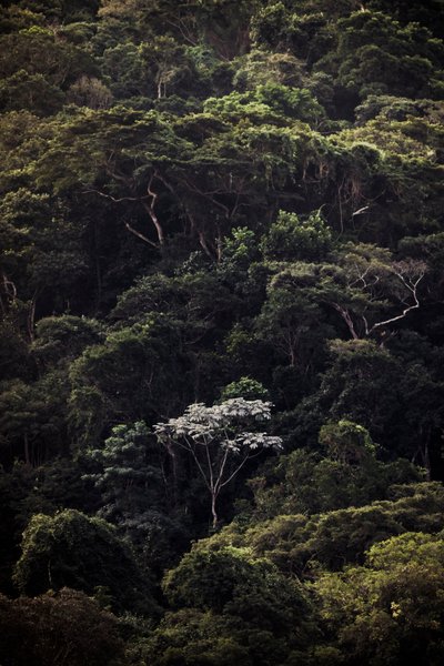 Embauba III, 2019 (digitalt foto) af Antonio Schubert