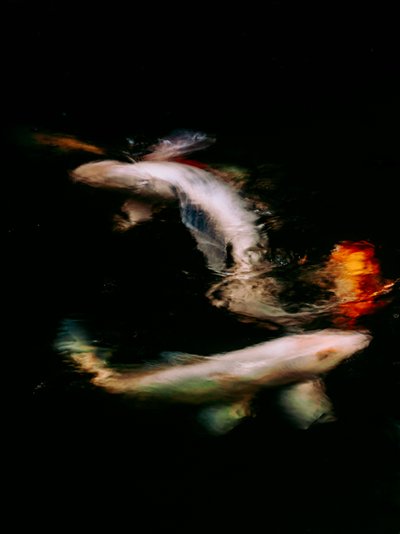 Haikai V, 2022 (digitalt foto) af Antonio Schubert