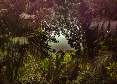 Tijuca Forest XXXVII, 2024 (digitalt fotografi) af Antonio Schubert