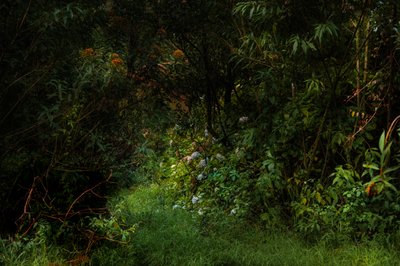 Stier, 2015 (digitalt foto) af Antonio Schubert