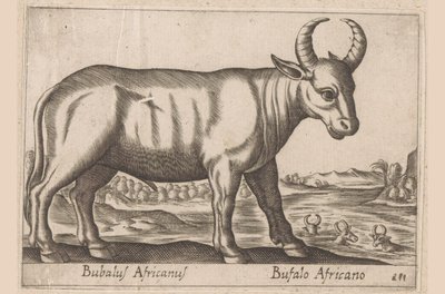 afrikansk bøffel Bubalus Africanus/ Bufalo Africano (titel på objektet) Dyr og mytiske væsner (serietitel) Nova raccolta de li animali piu curiosi del mondo (serietitel) af Antonio Tempesta