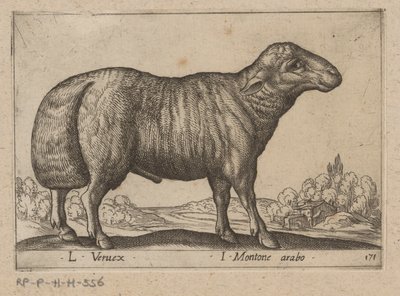 arabisk schaap L Veruex/ I Montone arabo (titel på objekt) Dieren en fablewezens (serietitel) Ny samling af verdens mest nysgerrige dyr (serietitel) af Antonio Tempesta