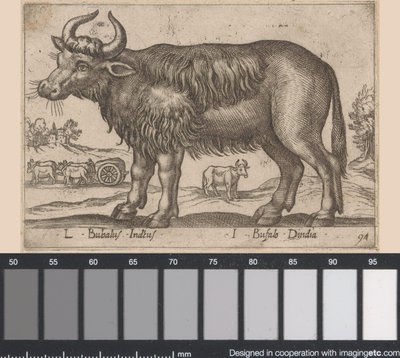 Bøffel L Bubalus Indicus/ I Bufola Dindia (titel på objekt) Dieren en fablewezens (serietitel) Ny samling af verdens mest nysgerrige dyr (serietitel) af Antonio Tempesta