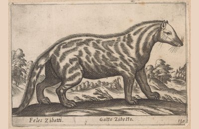 Civetkat Feles Zibetti / Cat Civet (titel på objekt) Dieren en fabelwezens (serietitel) Nova samling af de mest nysgerrige dyr i verden (serietitel) af Antonio Tempesta