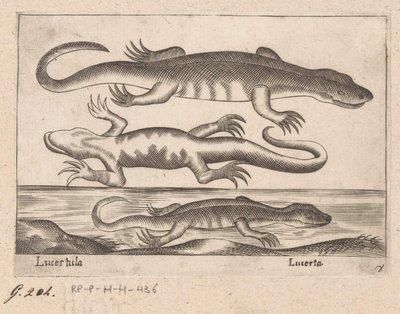 Tre drager Lizard/ Lizard (titel på objekt) Dieren en fablewezens (serietitel) Ny samling af verdens mest nysgerrige dyr (serietitel) af Antonio Tempesta