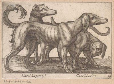 Tre hunde Canis Leporius / Cane Liviriero (titel på objekt) Dyr og mytiske væsner (serietitel) Nova raccolta de li animali piu curiosi del mondo (serietitel) af Antonio Tempesta
