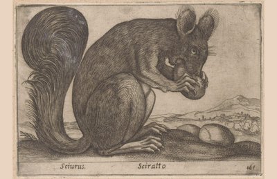 Ekhorn Sciurus/ Sciratto (titel på objekt) Dieren en fabelwezens (serietitel) Nyt nysgerrigt lille dyr i verden (serietitel) af Antonio Tempesta