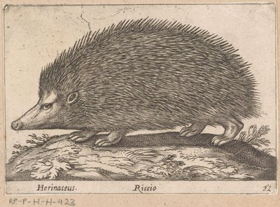 egel Herinaceus/ Riccio (titel på objekt) Dieren en fabelwezens (serietitel) Nova raccolta de li animali piu curiosi del mondo (serietitel) af Antonio Tempesta