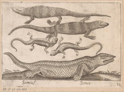 Hagedissen Skincus (titel på objekt) Dieren en fablewezens (serietitel) Nova raccolta de li animali piu curiosi del mondo (serietitel) af Antonio Tempesta