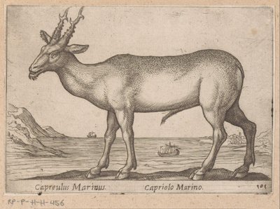 Hert Capreulus Marinus/ Capriolo Marino (titel på objektet) Dieren en fablewezens (serietitel) Ny samling af verdens mest nysgerrige dyr (serietitel) af Antonio Tempesta