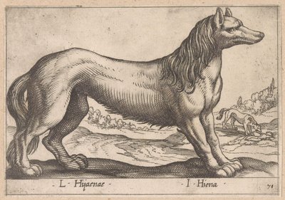 hyæne L Hijanae/ I Hyena (titel på objekt) Dieren en fabelwezens (serietitel) Nova raccolta de li animali piu curiosi del mondo (serietitel) af Antonio Tempesta
