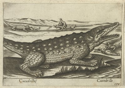Krokodille Coccodrillus/ Krokodille (titel på objekt) Dieren en fablewezens (serietitel) Ny samling af verdens mest nysgerrige dyr (serietitel) af Antonio Tempesta